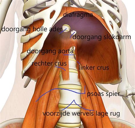 Diagram van de middenrifspier en zijn rol bij ademhaling