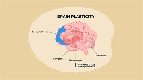 Grafiek over neuroplasticiteit