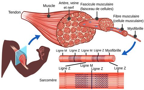 Structure d'une fibre musculaire