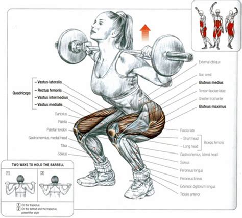 Anatomie van de squat: spiergroepen die worden aangesproken