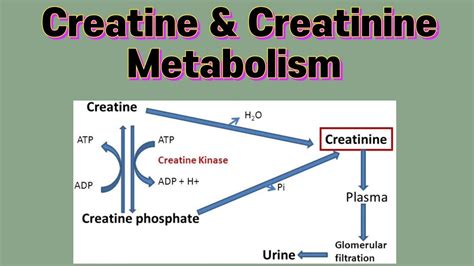Diagram van creatine synthese in het lichaam