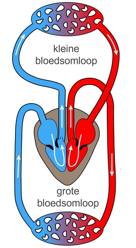 Nierfilter en bloedsomloop
