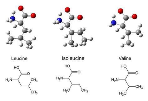 Schema van de structuren van Leucine, Isoleucine en Valine