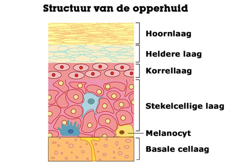 Collageenstructuur van de huid