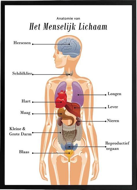 Uitleg anatomie menselijk lichaam