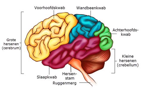 Illustratie van de menselijke hersenen met nadruk op emoties