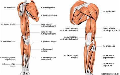 Anatomie van de biceps en triceps spieren