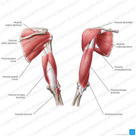 Schema triceps spierkoppen