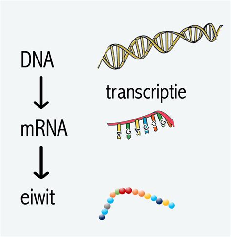 Schema van eiwitsynthese: DNA naar RNA naar eiwit