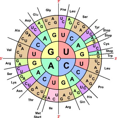 Codontabel met de 64 codons en hun corresponderende aminozuren of stopfuncties