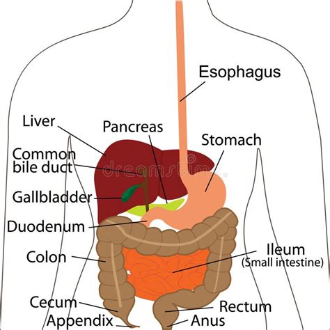Anatomie van de menselijke buikholte met organen