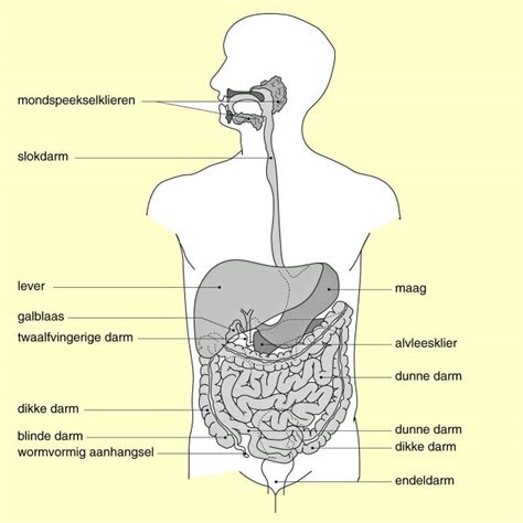 Schema van de spijsverteringsorganen in de buik