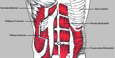 Anatomie van de buikspieren