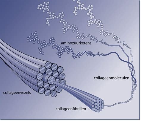 Structuur van collageenvezels