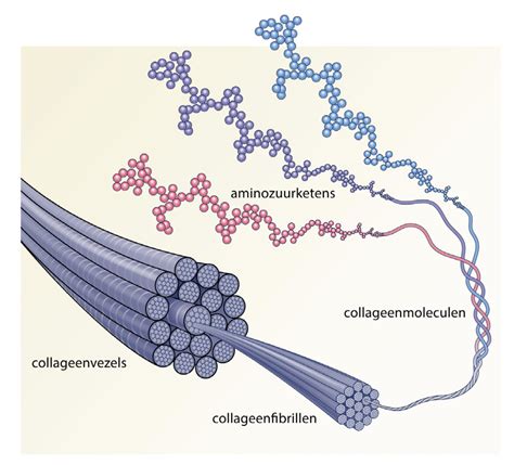 Diagram dat de structuur van spierweefsel en de rol van collageen toont