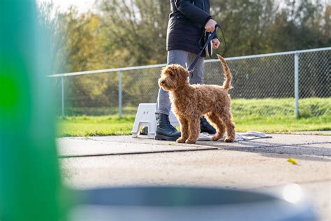 Hond en eigenaar samen trainen op loopband