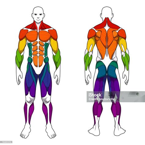 Illustratie van Upper Body en Lower Body spiergroepen