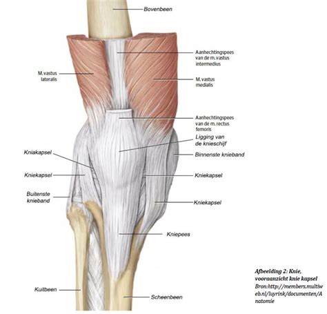 Anatomie van het kniegewricht met spieren