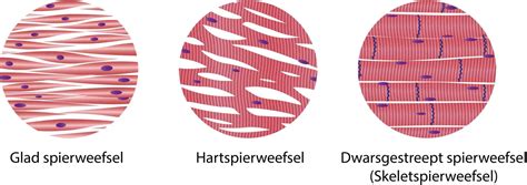 Verschillende soorten spiervezels