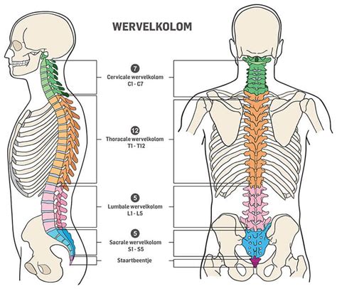 Schema van de wervelkolom en omliggende spieren