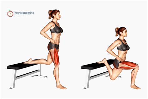 Grafische weergave van de spieren die getraind worden tijdens een Bulgarian split squat