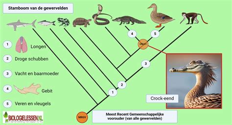 Schema dat de oorsprong van wei-eiwit uit melk uitlegt