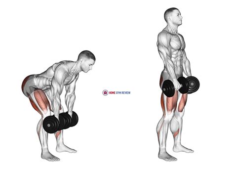 Dumbbell Deadlift oefening