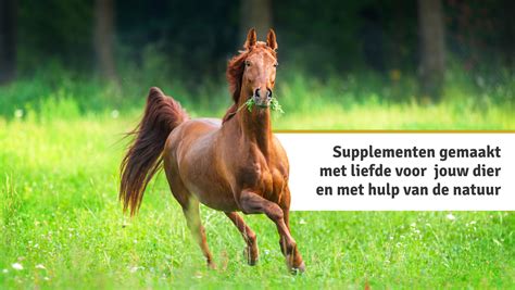 Illustratie van een gezond paard met duidelijke spierdefinitie