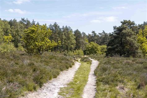 Man die geniet van een wandeling in de natuur