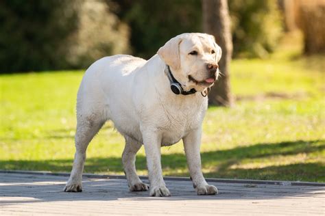 Hond met overgewicht die een dieet volgt