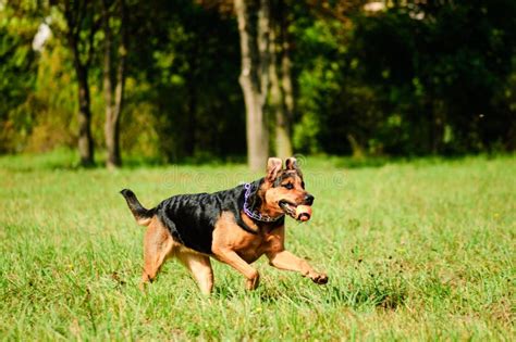 Hond die op een loopband loopt