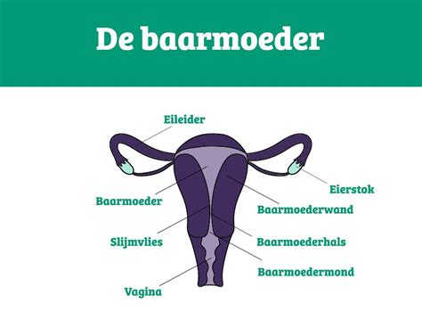 Illustratie van de banden die de baarmoeder ondersteunen