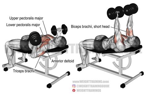 Dumbbell Bench Press oefening
