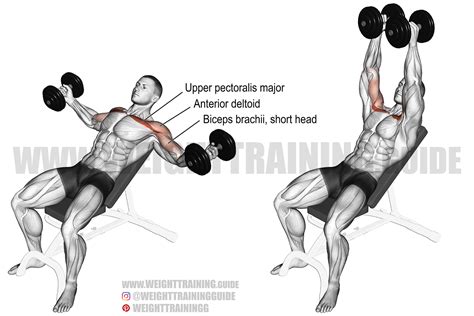 Dumbbell Flyes oefening