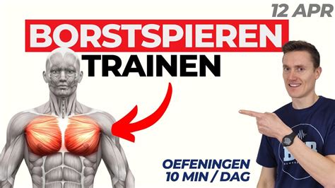 Grafische weergave van de borstspieren met focus op de onderkant