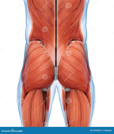 Anatomie van de bilspieren