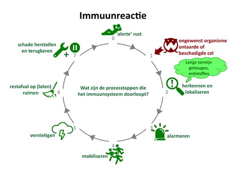 schema van immuunreactie tegen myeline