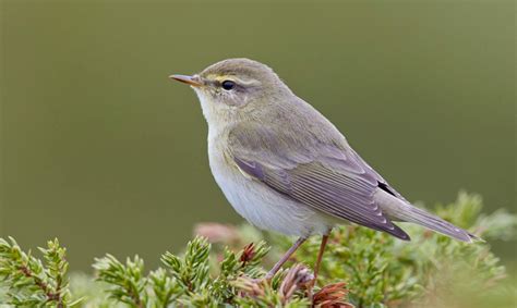 Fitis vogel