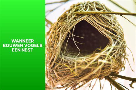 Nest van een Fitis op de grond