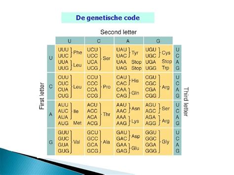 Het codonkompas, een visuele weergave van de genetische code