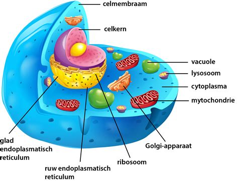 Diagram van de cel met organellen