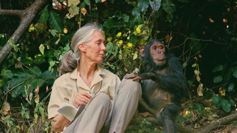 Jane Goodall met chimpansees