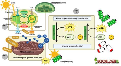 Schema van Tryptofaan Stofwisseling