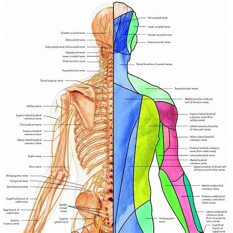 Anatomie van de arm met zenuwbanen