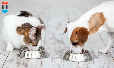 Gezonde spijsvertering bij katten