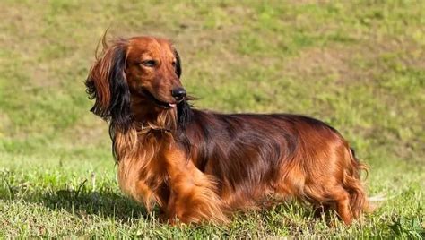 Hond met glanzende vacht