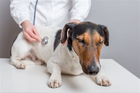 Dierenarts die hond onderzoekt