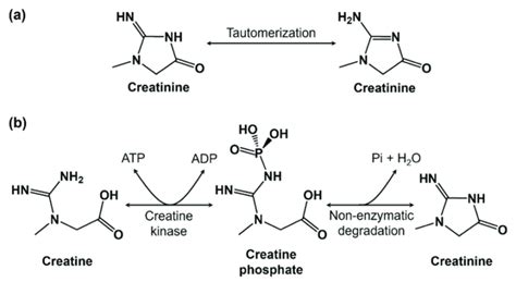 Diagram dat het verschil tussen creatine en creatinine uitlegt