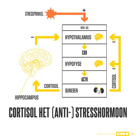 Grafiek stresshormoon cortisol