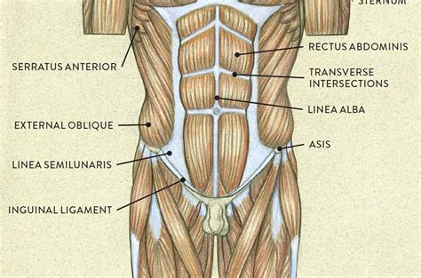 Buikspier anatomie